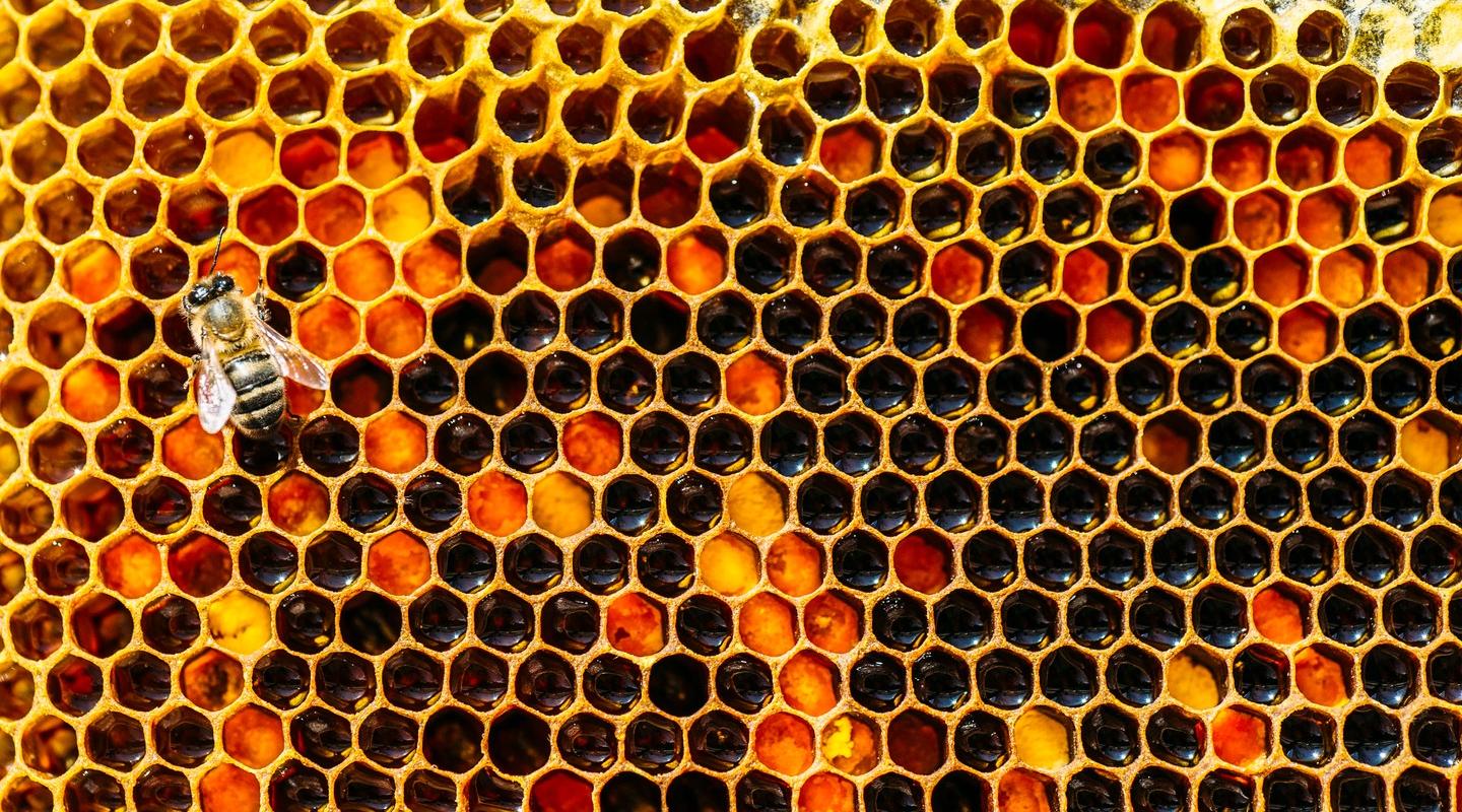 bees on honeycomb